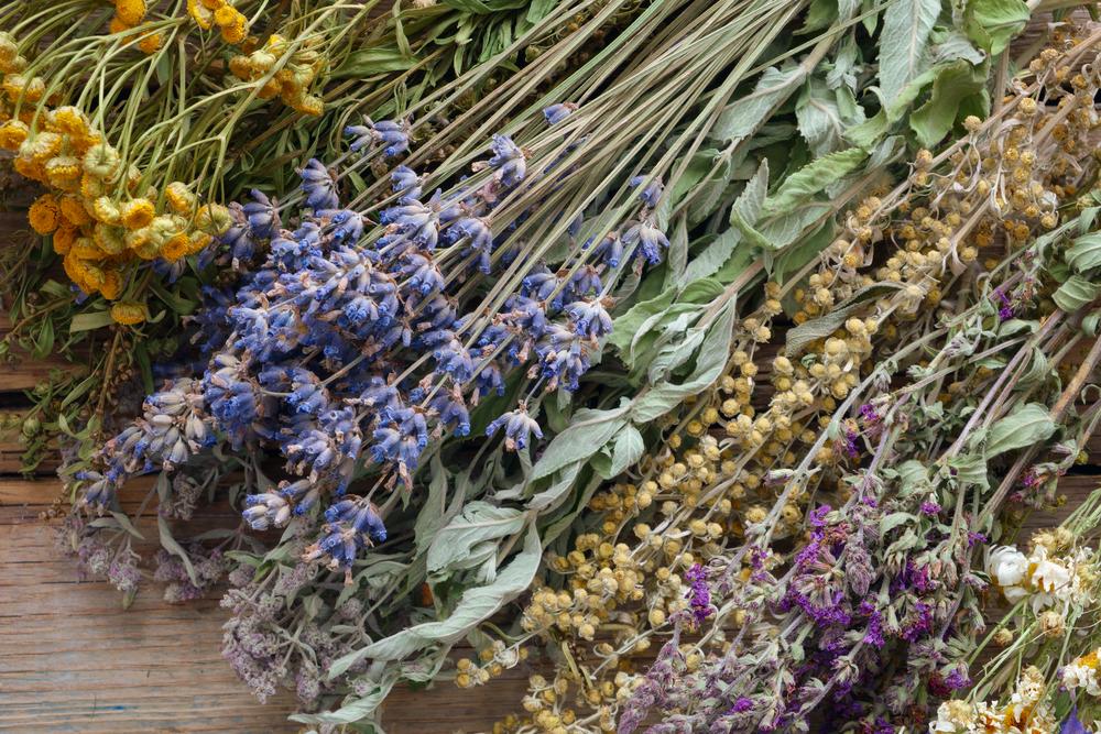 Herbs That Heal the Body